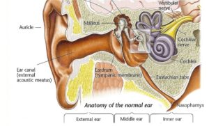 Malleus, incus and stapes make up the ossicles in ear