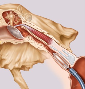 eustachian tube muscles