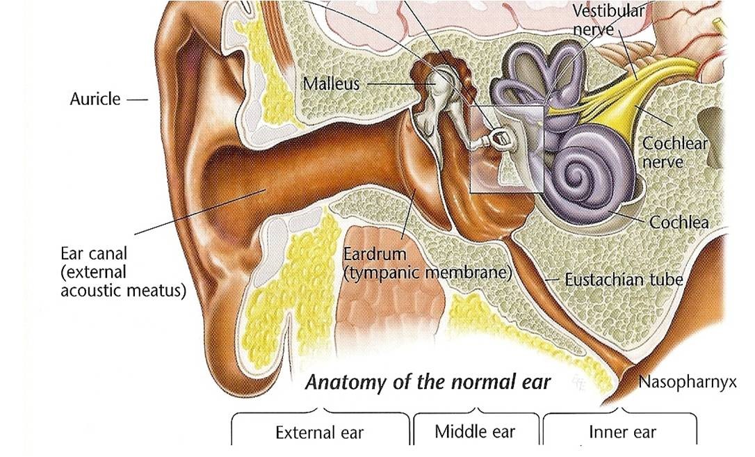 the tube that connects the middle and inner ear